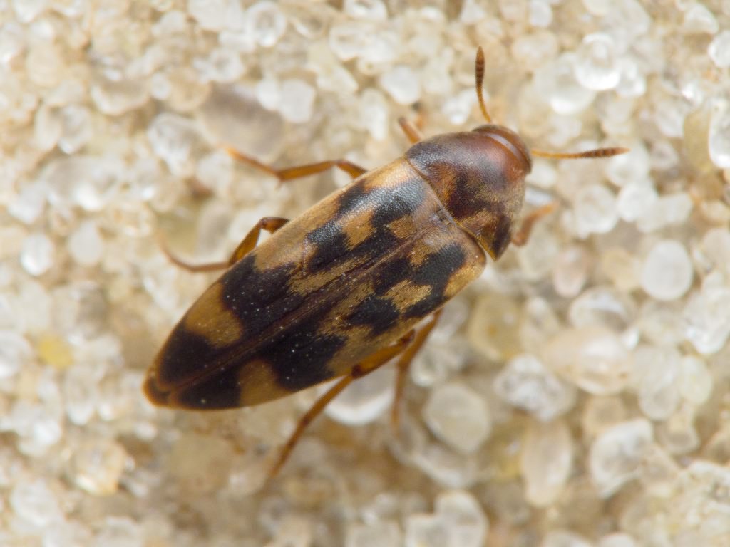 Orchesia undulata Kraatz, 1853